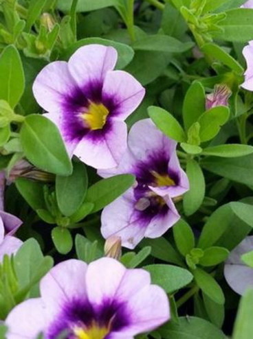 Bloomtastic-Lavender-Quartz