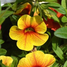 Calibrachoa Aloha Kona Pineapple