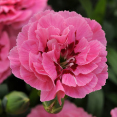 Dianthus_Oscar__Pink_Purple