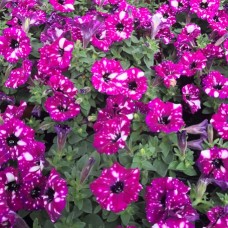 Magenta White Spots