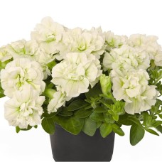 Origami White
