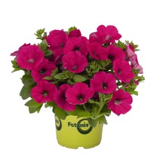 Potunia Piccola hot pink