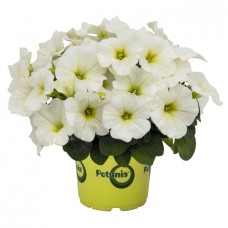 Potunia Plus White