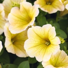 Potunia Yellow