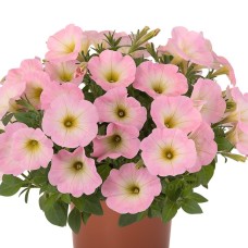 Sweetunia-Baby-Pink
