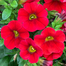 aloha-kona-dark-red-calibrachoa